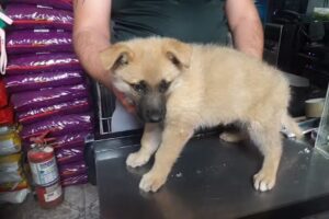 Pet Shop &ldquo;San Fernando &ldquo;