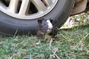 Pet shop y Veterinaria Mascolandia