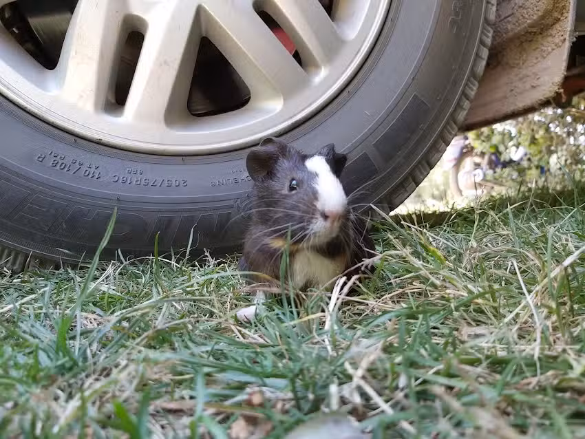 Pet shop y Veterinaria Mascolandia