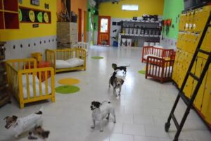 Petville Animal Resort