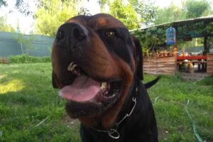 Picunches Veterinaria