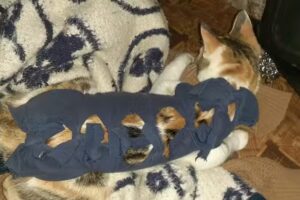 Pocas Pulgas Cl&iacute;nica Veterinaria