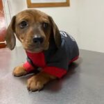 Pocas Pulgas Veterinaria