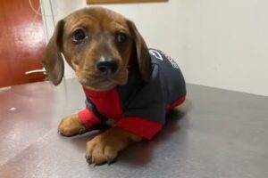 Pocas Pulgas Veterinaria