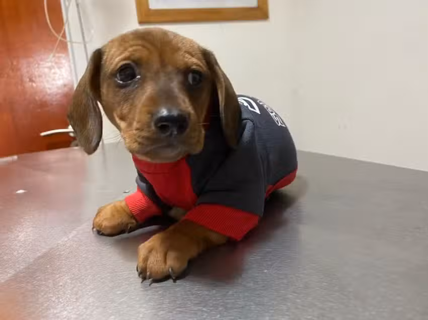 Pocas Pulgas Veterinaria