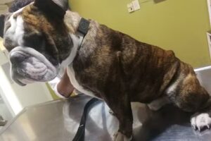 Praxis Centro M&eacute;dico Veterinario