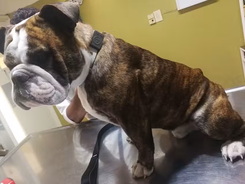 Praxis Centro M&eacute;dico Veterinario