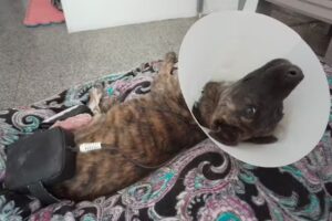 Progress Fisioterapia y Rehabilitaci&oacute;n Animal