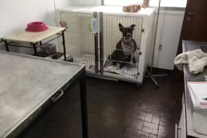 PUENTEVET Veterinaria