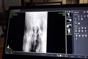 Radio Eco Móvil Veterinaria