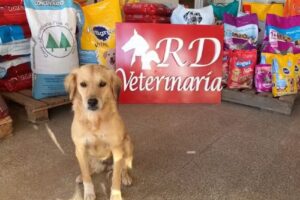 rd consultorio veterinario