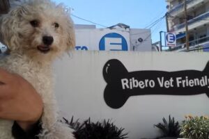 Ribero Vet Friendly Veterinaria