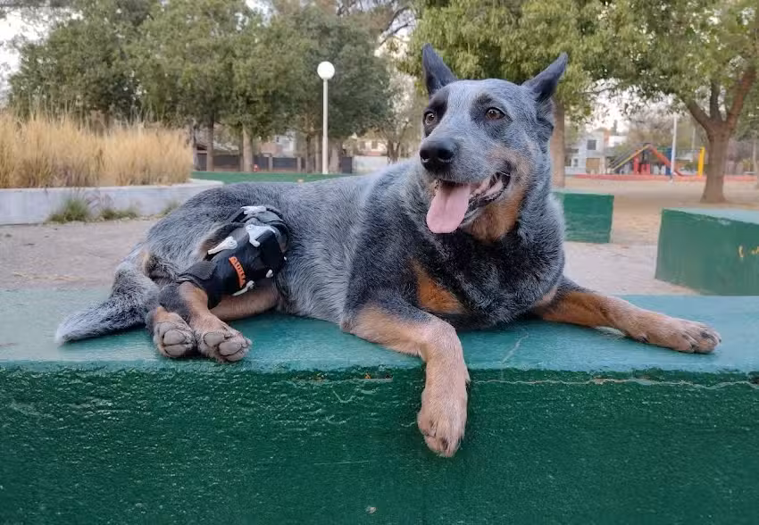 Ringo Ortopedia Canina