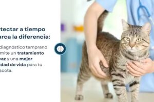 RMN Resonancias Magnéticas ENNA NEURODIAGNOSTICO ANIMAL