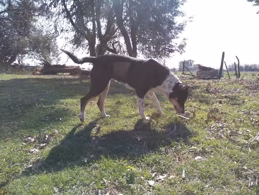 Rukalaf Veterinaria
