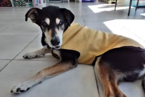 SaludVet Veterinaria