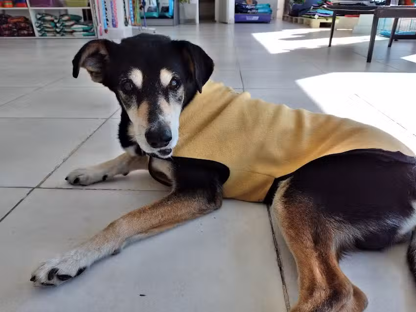 SaludVet Veterinaria