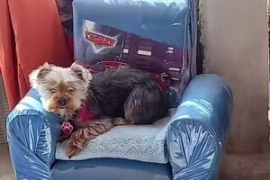 San Francisco De As&iacute;s Cl&iacute;nica Veterinaria