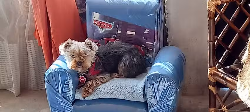 San Francisco De As&iacute;s Cl&iacute;nica Veterinaria