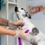 San Roque Veterinaria