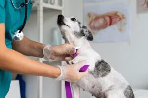 San Roque Veterinaria