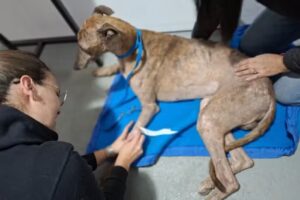 Santa Gertrudis. Medicina Veterinaria