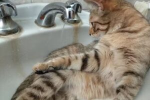 Santa Veronica Veterinaria DOMICILIOS