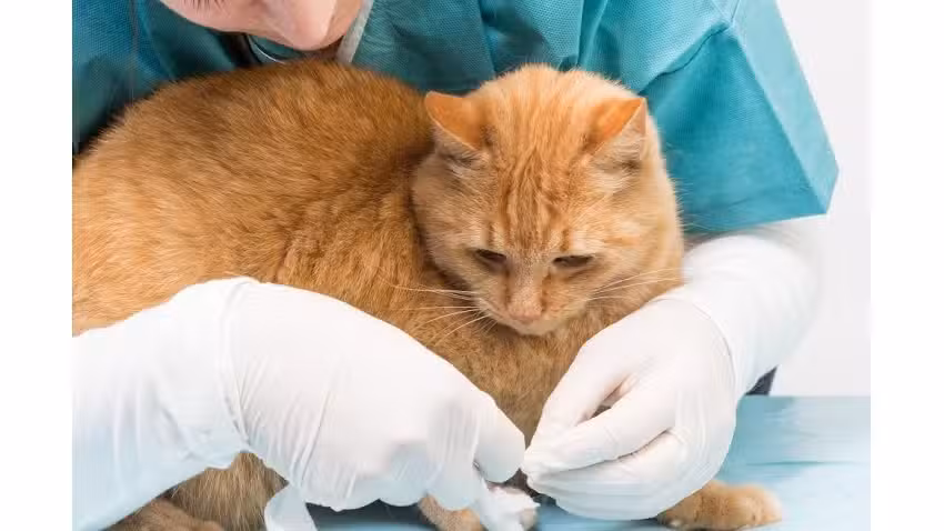 Ser-vet