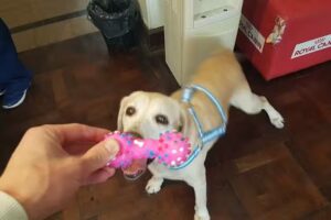 Servep Servicio Veterinario