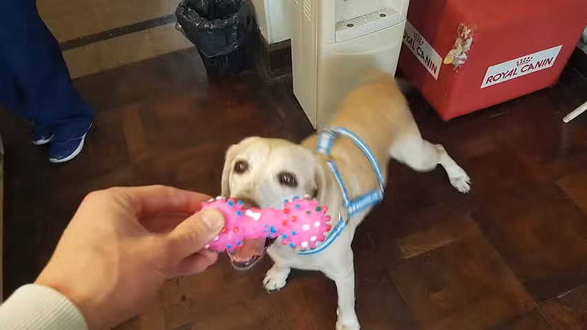 Servep Servicio Veterinario