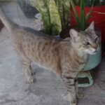 Servicios Veterinarios