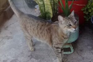 Servicios Veterinarios