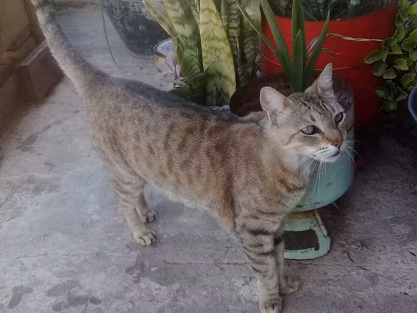 Servicios Veterinarios