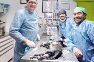 SERVICIOS VETERINARIOS de Cesar Cingolani