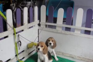 Servicios veterinarios Dr Can