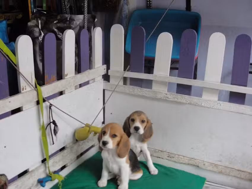 Servicios veterinarios Dr Can