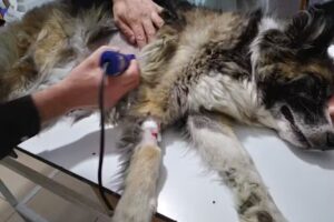 Servicios Veterinarios Jeremías Sarmiento