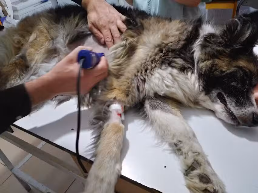 Servicios Veterinarios Jerem&iacute;as Sarmiento
