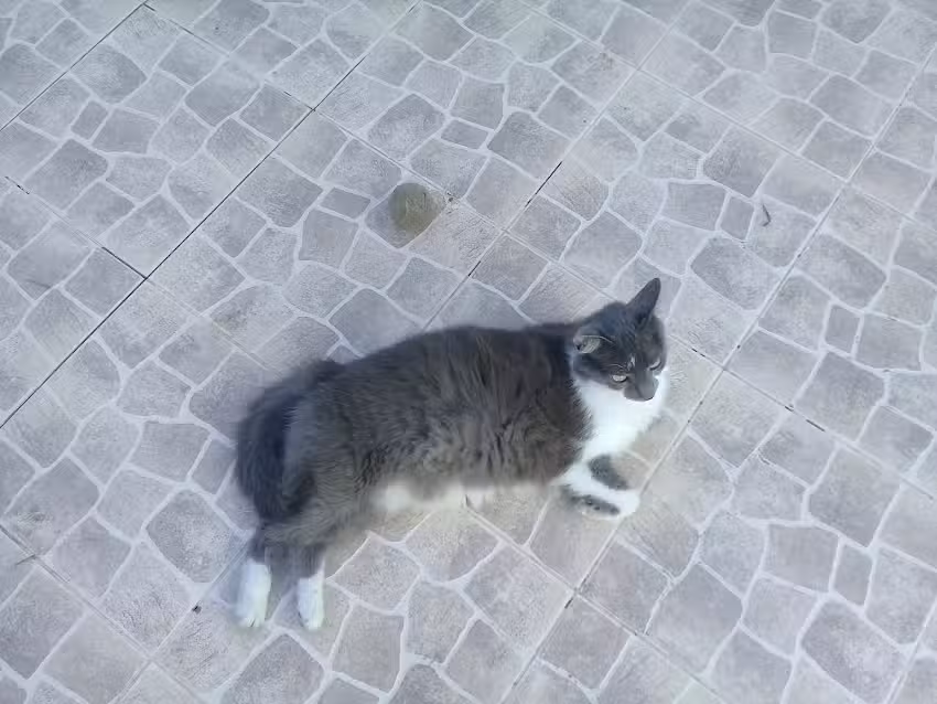 Somoza Veterinaria