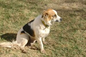 SPLENDID, Cl&iacute;nica Veterinaria