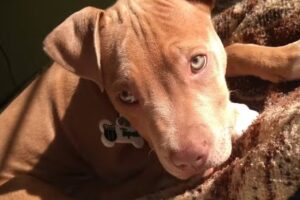 Terapia neural veterinaria