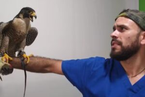 🪄THE DOCTOR EXOTIC VET DANIEL DALDOZ♥️👏😷😎💪🦜🕊️🦢🦆🦦🦨🦔🐣🐍🐰🐭🐽