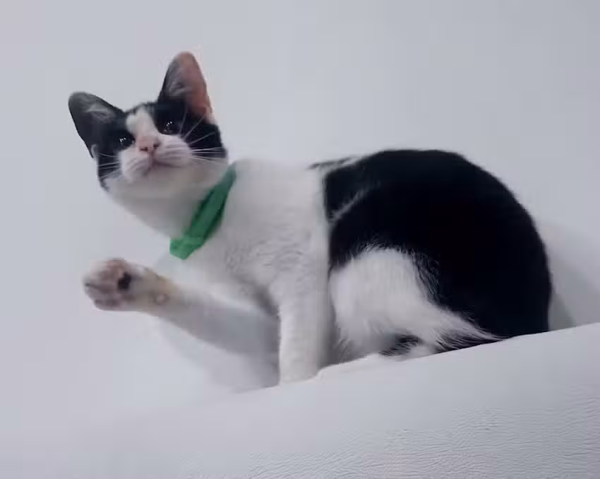 Todo Mascotas