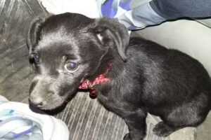 Toledo Federico A. Medico Veterinario M.P.P 365