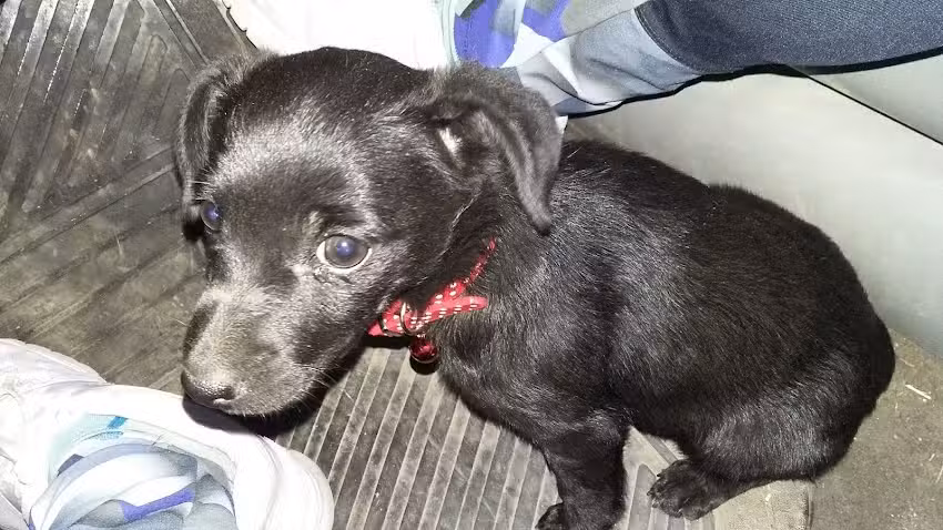 Toledo Federico A. Medico Veterinario M.P.P 365