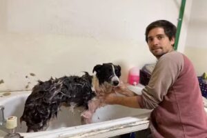 TRIVET clínica veterinaria