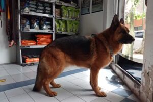 Tronador Clínica Veterinaria