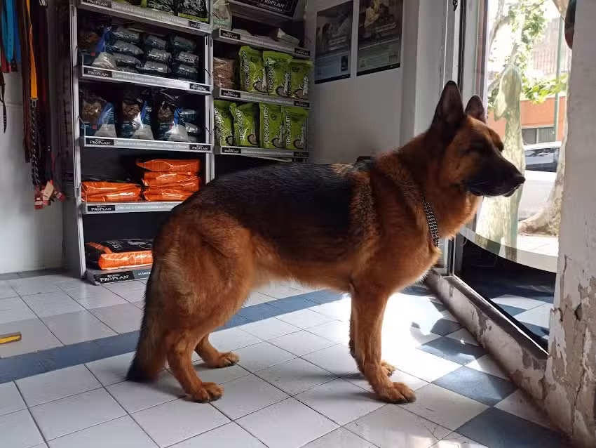 Tronador Cl&iacute;nica Veterinaria