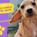 Urgencias Veterinarias