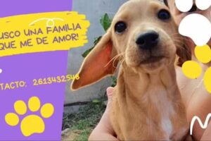 Urgencias Veterinarias